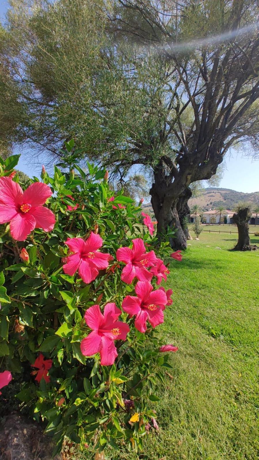 Tenuta Le Terre 1927 Guest House San Teodoro  Eksteriør bilde